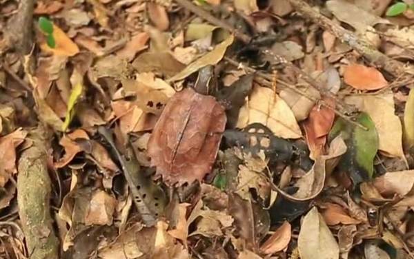 枫叶龟是什么龟?