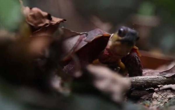 枫叶龟是什么龟?