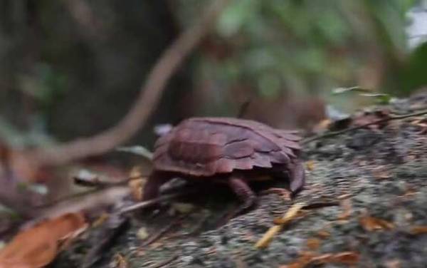 枫叶龟是什么龟?