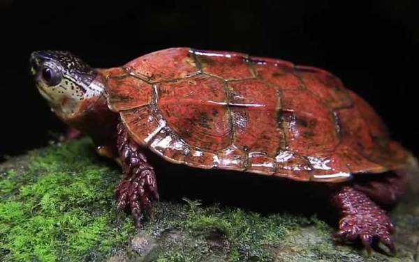 枫叶龟价格多少钱一只?