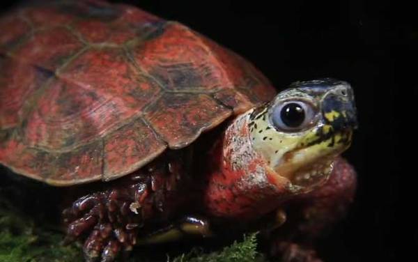 枫叶龟价格多少钱一只?