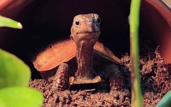 枫叶龟价格多少钱一只?