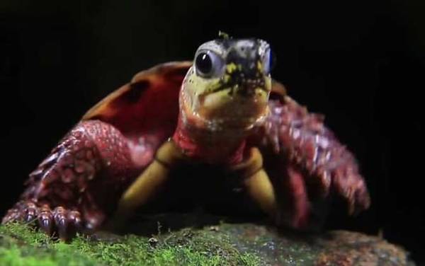 枫叶龟怎么饲养?