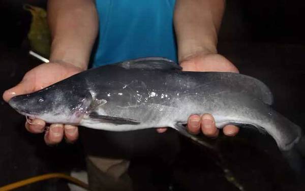 长江鮰鱼是几级保护动物?