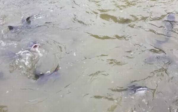 江团长什么样子?