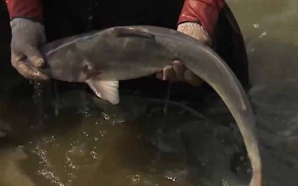 江团长什么样子?