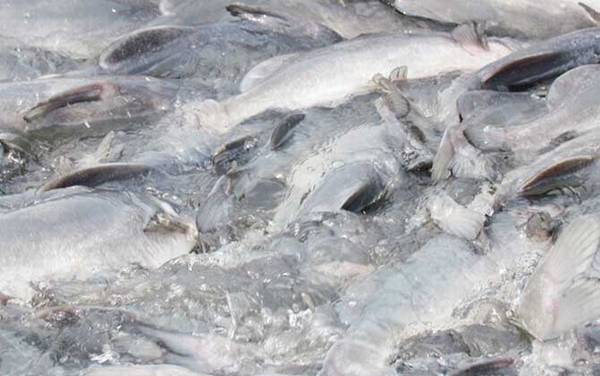 江团的学名叫什么?