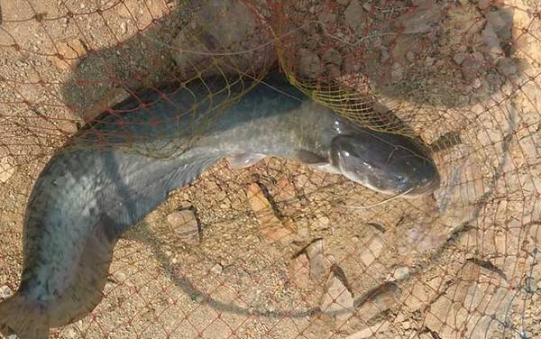 江团鱼是不是就是鲶鱼?