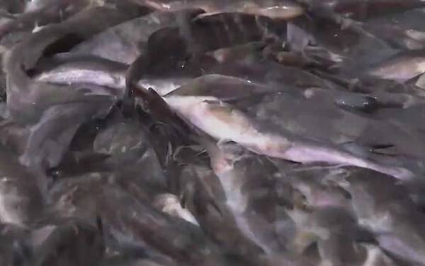 江团鱼真的脏吗?