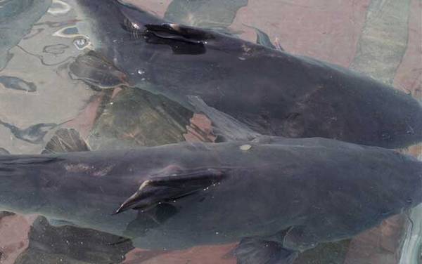 江团鱼真的脏吗?