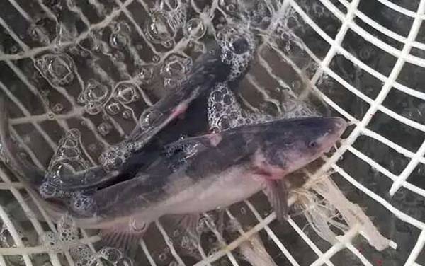 江团是几级保护动物?