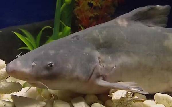 江团是几级保护动物?