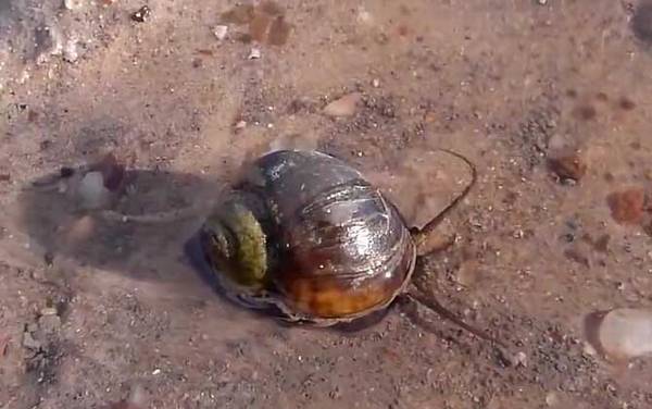 福寿螺是什么螺?