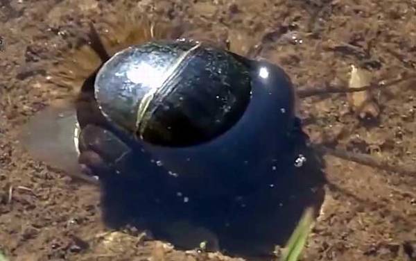 福寿螺是什么螺?