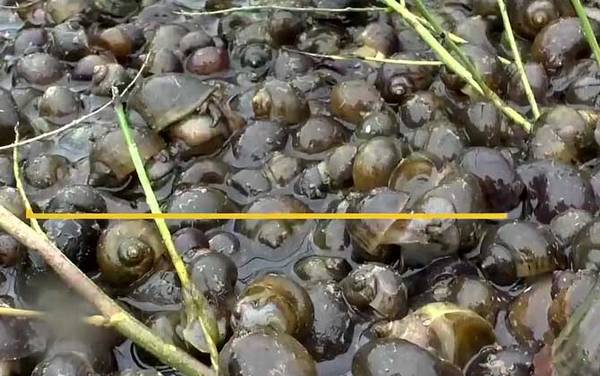 福寿螺是什么螺?