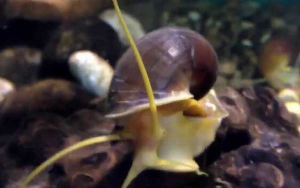 福寿螺到底能不能吃?