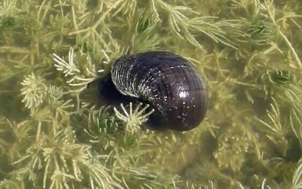 福寿螺到底能不能吃?