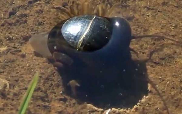 福寿螺和田螺的区别