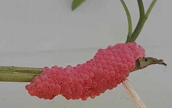 福寿螺卵是什么样子的?