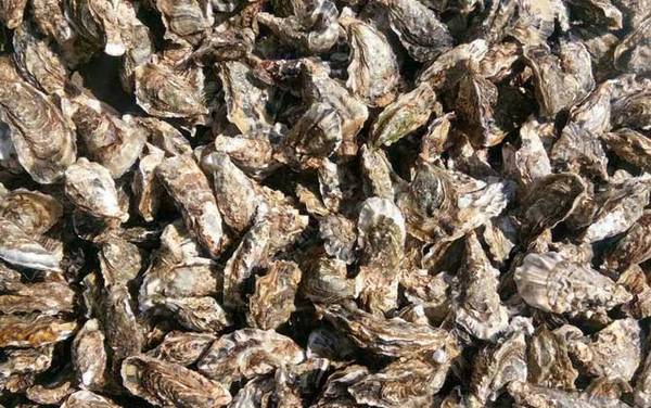 牡蛎价格多少钱一斤?