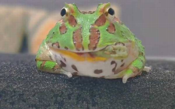 角蛙是什么动物?