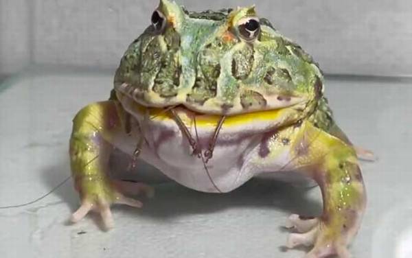 角蛙是什么动物?