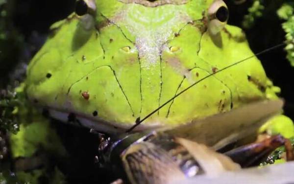 角蛙吃什么食物?