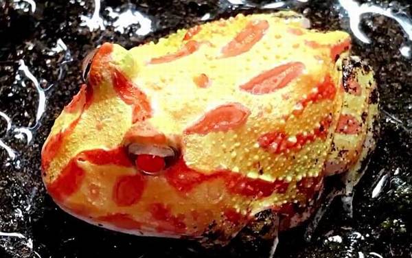 角蛙吃什么食物?