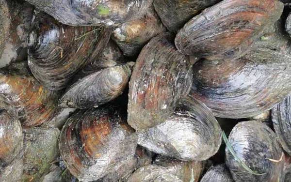 河蚌是什么动物?