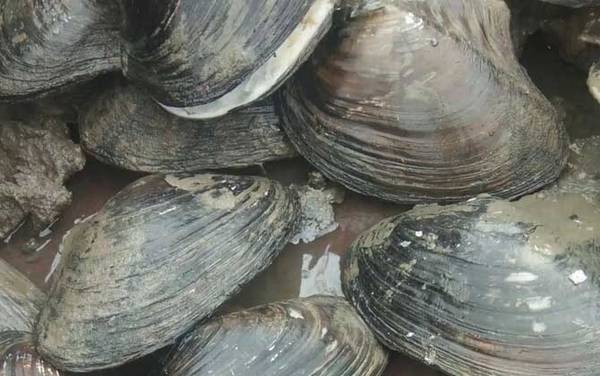 河蚌吃什么食物?