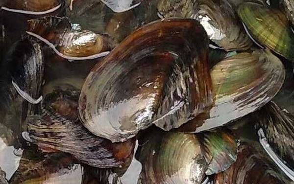 河蚌吃什么食物?