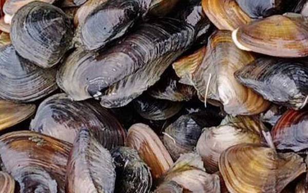 河蚌怎么处理?