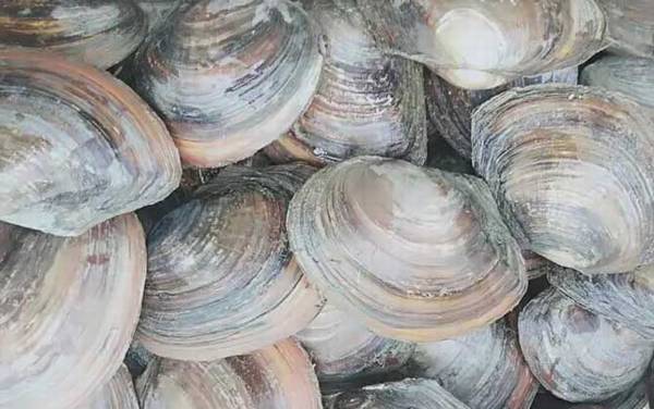 河蚌怎么养殖才好?