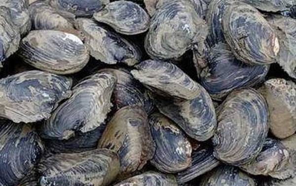 河蚌怎么养殖才好?