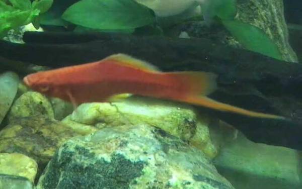 红箭鱼是什么鱼?