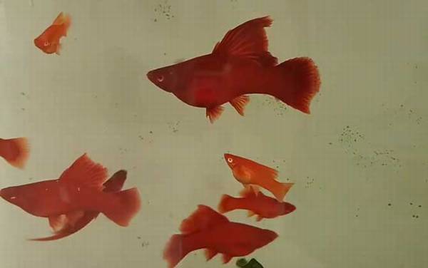 红箭鱼是什么鱼?