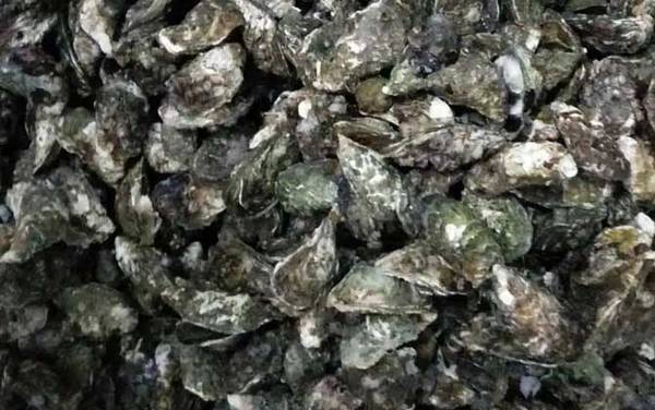 牡蛎是什么东西?