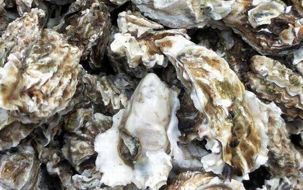 牡蛎是什么东西?