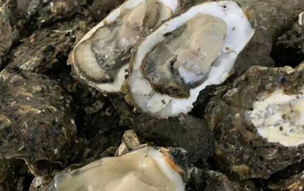 牡蛎价格多少钱一斤?