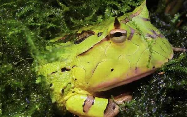 角蛙价格多少钱一只?