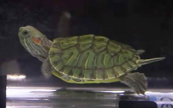 巴西龟怎么养最好?