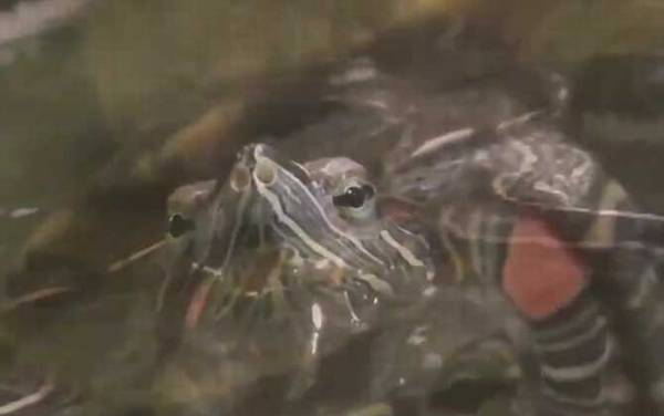 巴西龟怎么养最好?