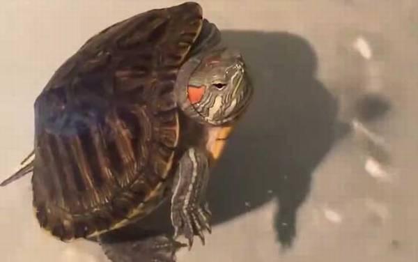 巴西龟怎么养最好?