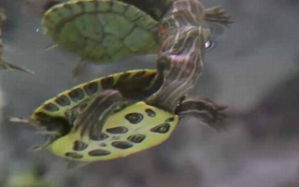 巴西龟怎么养最好?