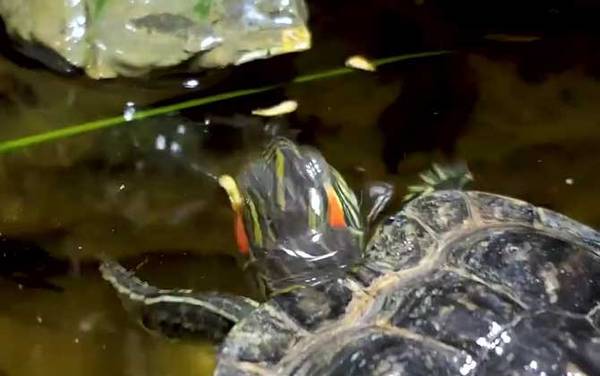 巴西龟怎么养最好?