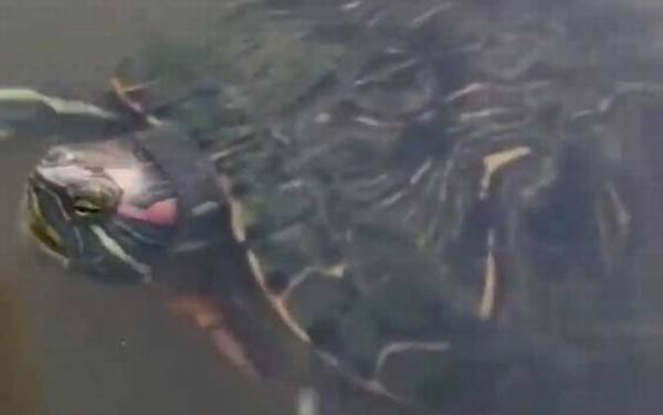 巴西红耳龟是什么龟?