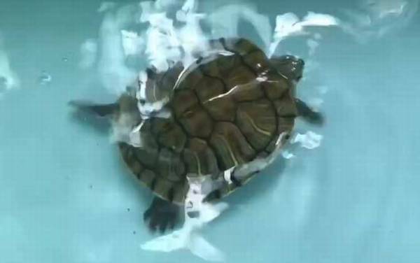 巴西红耳龟是什么龟?