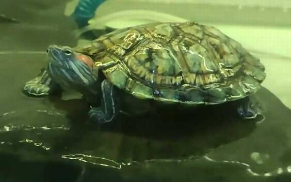 巴西龟白眼病最简单防治方法