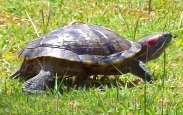 巴西龟不吃东西怎么回事?