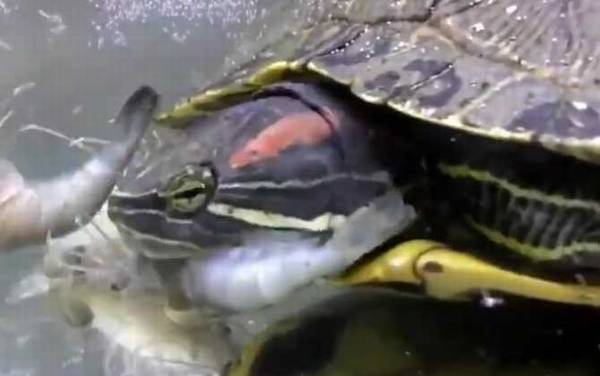 巴西龟冬天怎么养?